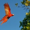 Ara arakanga - Ara macao - Scarlet Macaw 5630